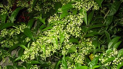 Cestrum nocturnum